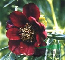 狹葉牡丹 