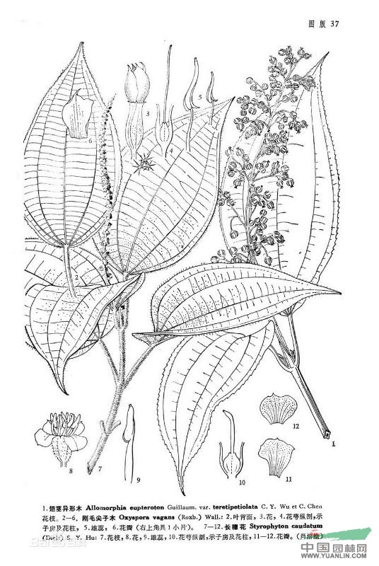 長穗花 