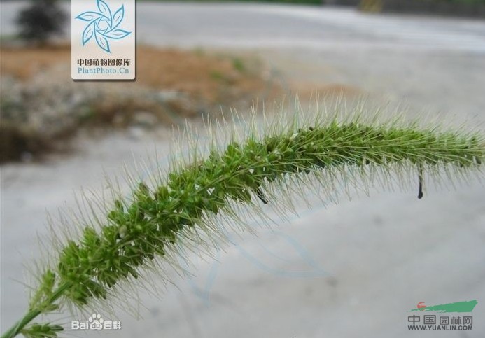 倒刺狗尾草 