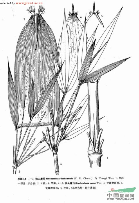 獨(dú)山唐竹