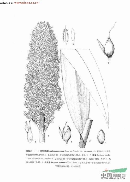 光高梁 