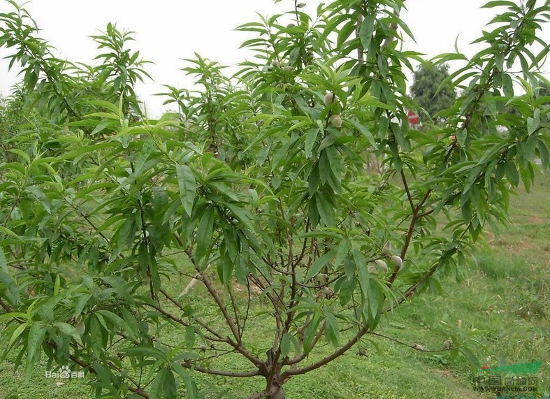 桃樹 
