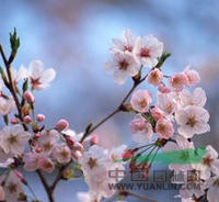 日本櫻花 染井吉野
