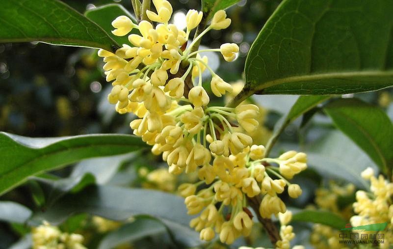 八月桂花 巖桂、木犀