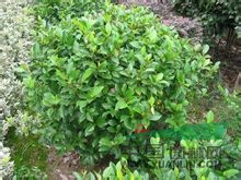 含笑球 香蕉花、含笑花