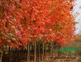 美國紅楓 
