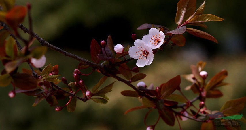 紫葉李 