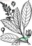 臺(tái)灣山香圓 