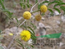 金合歡 夜合花、消息花