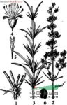 長柱蠅子草 