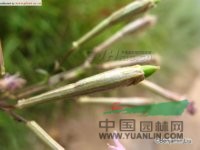 鶴草 一支花、金柴胡
