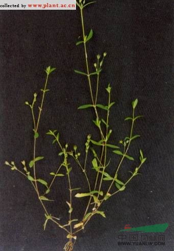 雀舌草 