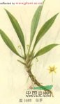 仙茅 地棕、獨(dú)茅、山黨參、仙茅參、海南參