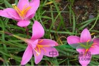 韭蓮 菖蒲蓮、紅玉簾、風雨花、旱水仙、空心韭菜、獨蒜