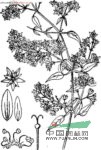 短瓣花 短瓣石竹、扣仁蕩、生煙葉、松筋藤、土牛膝(廣西)