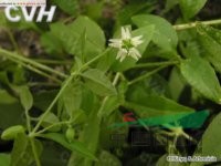 狗筋蔓 舒筋草、石灰草