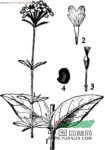 皺葉剪秋羅