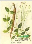 金鐵鎖 昆明沙參、獨(dú)釘子