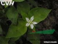 孩兒參 孩兒參、童參、雙批 四葉參、米參