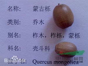 柞木 鑿子樹，蒙子樹，葫蘆刺，紅心刺