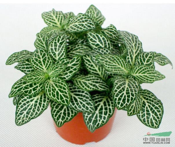 網(wǎng)紋草 費道花、銀網(wǎng)草