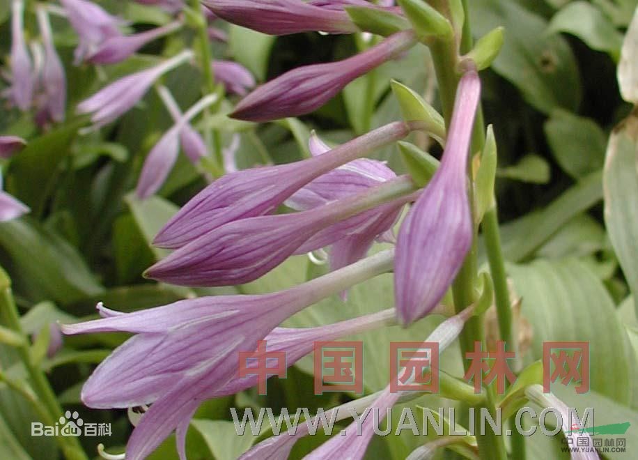 紫萼 河白菜、東北玉簪、劍葉玉簪