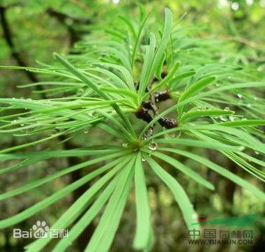 金松 傘松、日本金松