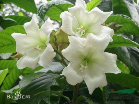 清明花 剎搶龍、 炮彈果