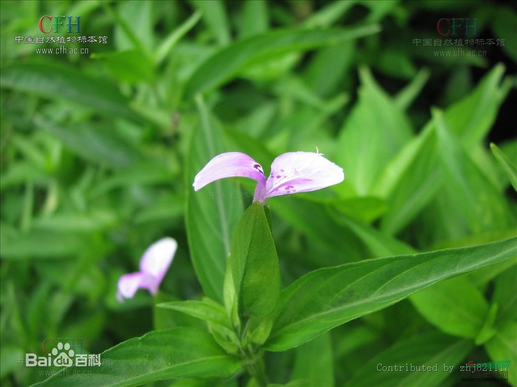 九頭獅子草 接長(zhǎng)草，土細(xì)辛（植物名實(shí)圖考）