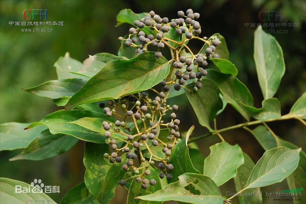 光皮樹 光皮樹、斑皮抽水樹
