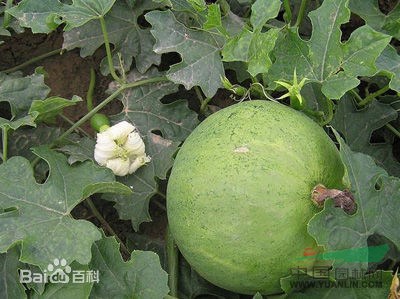 栝樓 瓜萎、瓜樓、藥瓜