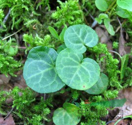 獨(dú)麗花 單花錫杖花（臺灣）