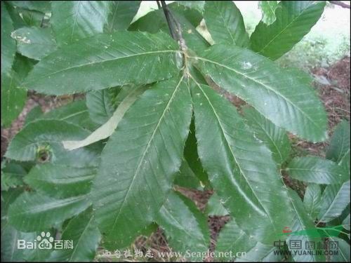 麻櫟 櫟、橡碗樹