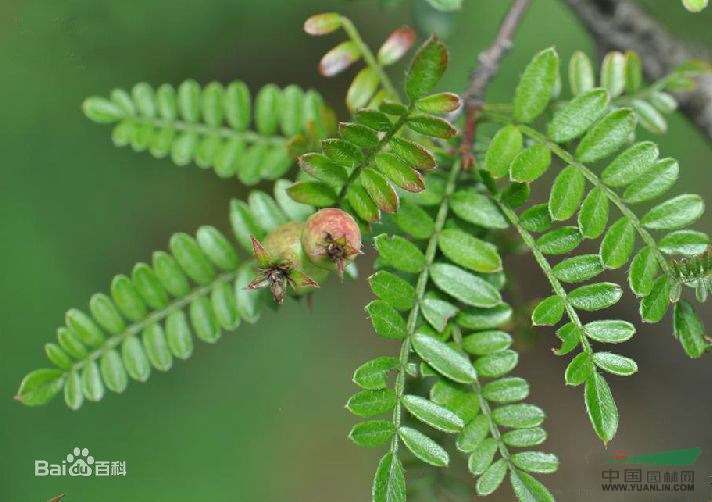 華西小石積 老雅果、棱花果樹、沙糖果、砂糖果、、華西小石秋、小葉石積木