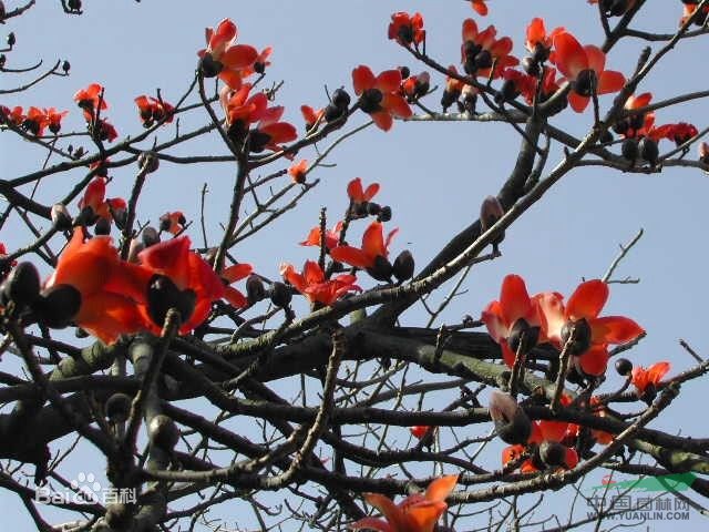 木棉樹 攀枝花、莫連、紅茉莉、莫連花、紅棉、斑芒樹
