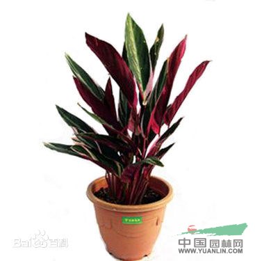 紫背竹芋 紅背臥花竹芋、紅背肖竹芋、紅背葛郁金
