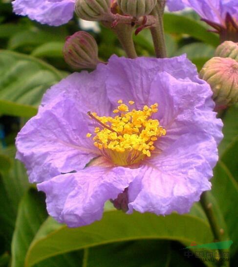 大花紫薇 大葉紫薇、百日紅、巴拿巴、五里香、紅薇花、百日紅、佛淚花